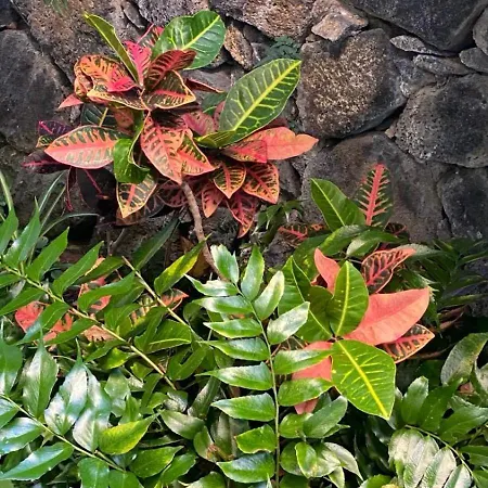 Feriehus Casa Con Encanto En Santa Úrsula