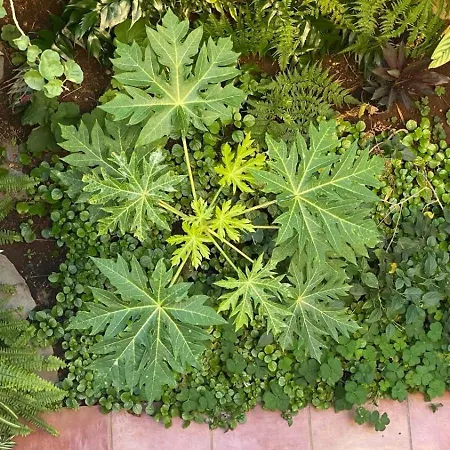 Casa Con Encanto En * Santa Úrsula